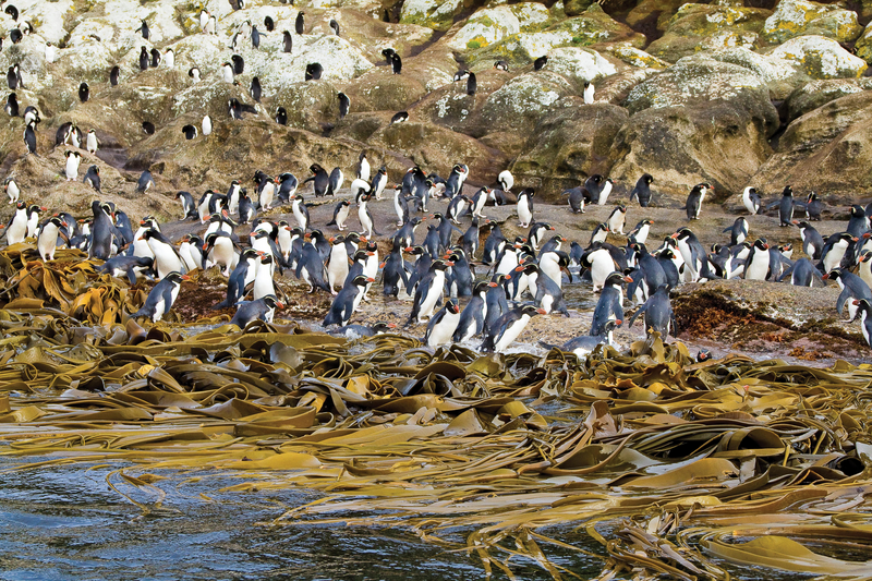 Snares crested penguins, Snares Islands, New Zealand