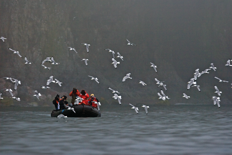 Guests photograph adult Black-legged kittiwakes flying near guests exploring by zodiac in the Svalbard Archipelago, Barents Sea, Norway