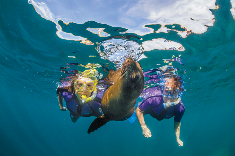Guests snorkel with a curious young California sea lion, Zalophus californianus, at Los Islotes, Baja California Sur, Mexico