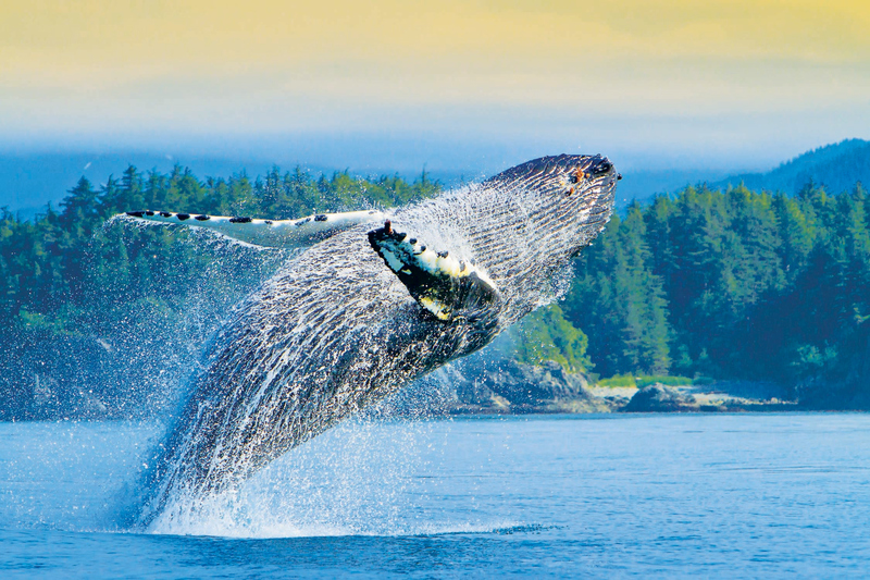 Breaching Humpback whale in the Inian Islands, Alaska, USA.