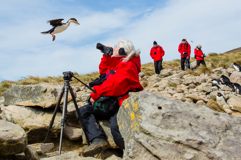 Guests photographing a Blue-eyed Shag in New Island Nature Preserve, Falkland Islands, United Kingdom