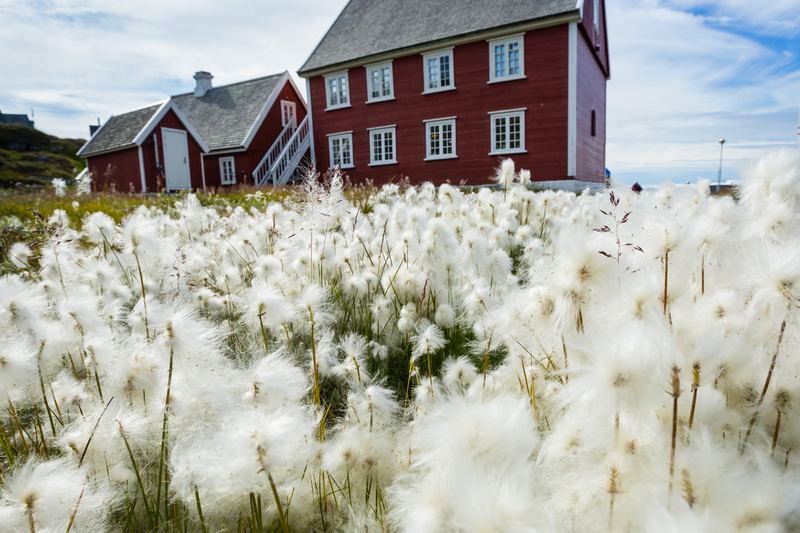 Arctic Cotton, Knud Rasmussen's birthplace, Knud Rassmusen, Historic Church, Ilulissat cefjord, UNESCO World Heritage Site, Greenland, Denmark
