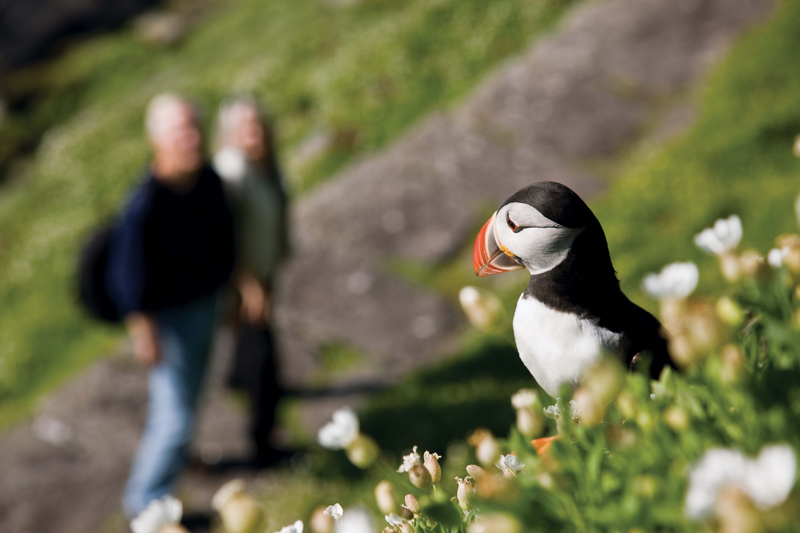 Couple hiking have spotted a Puffin in Skellig Michael, Ireland