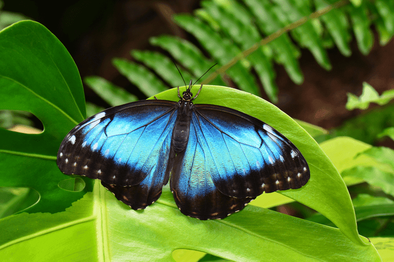 Central America thumbnail image