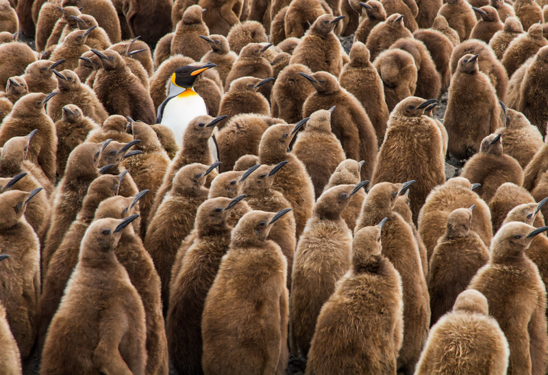 King Penguins on St Andrews Bay, South Georgia, Antarctica