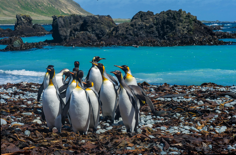 King Penguins form large colonies and are intensely curious, they have a stronghold on Macquarie Island, between Australia and Antarctica