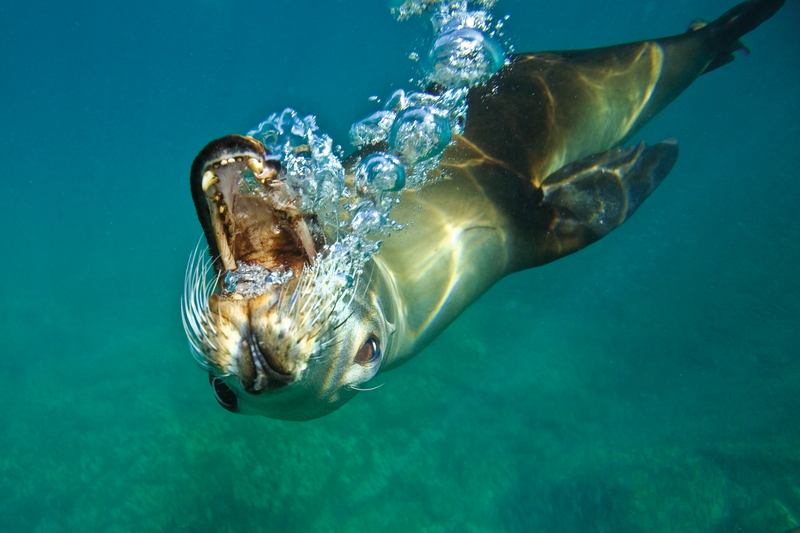 A playful California sea lion blowing bubbles underwater in Los Islotes, Baja California, Mexico