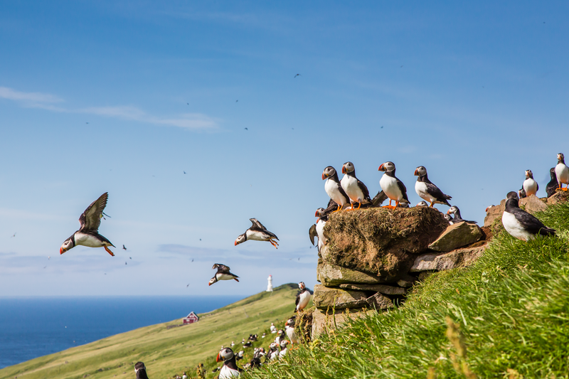 Atlantic puffins gathering to breed on Mykines Island, Faroe Islands