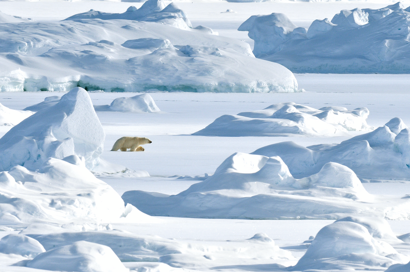 Polar bear on the ice floe of Scoresbysund, Greenland