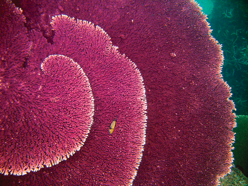 A raspberry color Acropora, a genus of small polyp stony coral, in Fiji