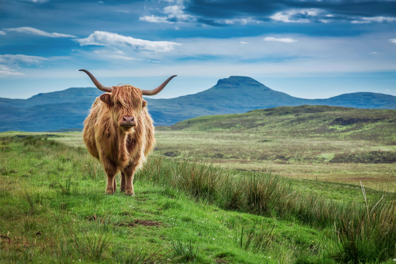 Grazing highland cow on Skye Island, Scotland