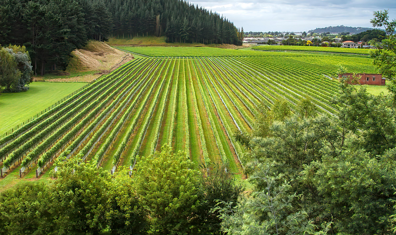 A vineyard in Gisborne of New Zealand