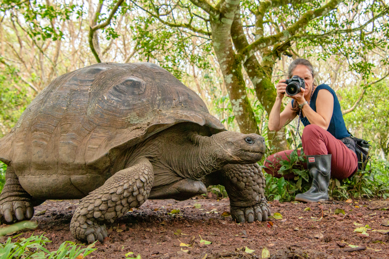 Photographer Jennifer Davidson taking a photo of a Giant Galapagos Tortoise in the highlands, Santa Cruz.