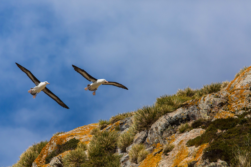 Black-browed Albatross  (Thalassarche melanophrys), Karukinka Nature Reserve, Jackson Bay, Chile, South America