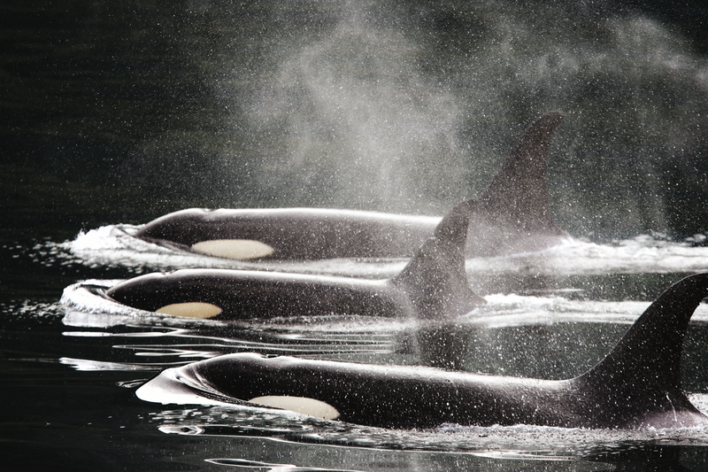 Family pod of killer orca whales surface at Johnstone Strait near Robson Bight Ecological Reserve, Vancouver Island, British Columbia, Canada