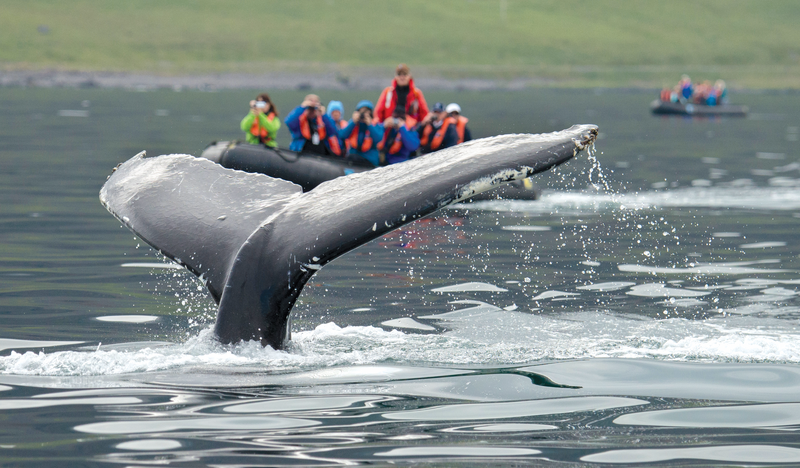 A humpback flukes in front of a zodiac expedition in Isafjordur, near Vigur Island, west Iceland