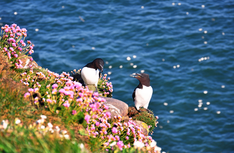 Razorbills nesting on the cliffs in Fowlsheugh Nature Reserve, Scotland. Fowlsheugh is known for its 70-metre-high cliff formations and habitat supporting prolific seabird nesting colonies
