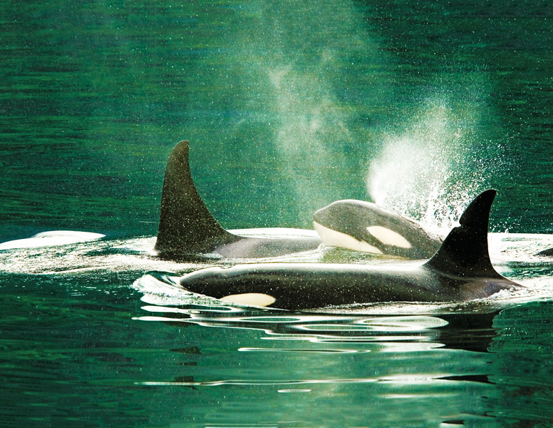 A pod of Orca killer whales with calf in Johnstone Strait near Robson Bight Ecological Reserve, Vancouver Island, British Columbia, Canada
