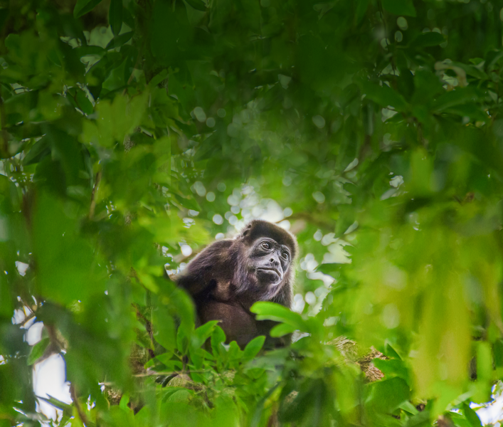 Mantled howler monkey feeds on leaves in a tree at Tortuguero National Park, Costa Rica