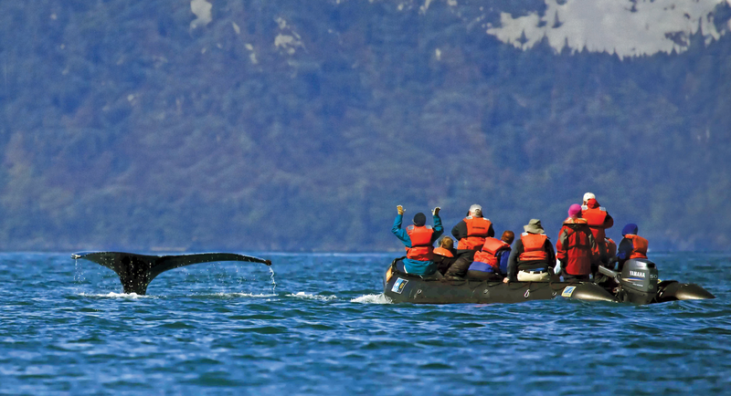 Guests get a close up encounter, by zodiac, with a diving Humpback Whale in Alaska, USA