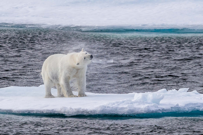 Adult polar bear, Ursus maritimus, shaking sea water from a swim in Queen's Channel, Cornwallis Island, Nunavut, Canada