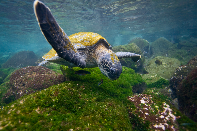 Adult green sea turtle underwater off the west side of Isabela Island in the waters surrounding the Galapagos Island Archipeligo, Ecuador