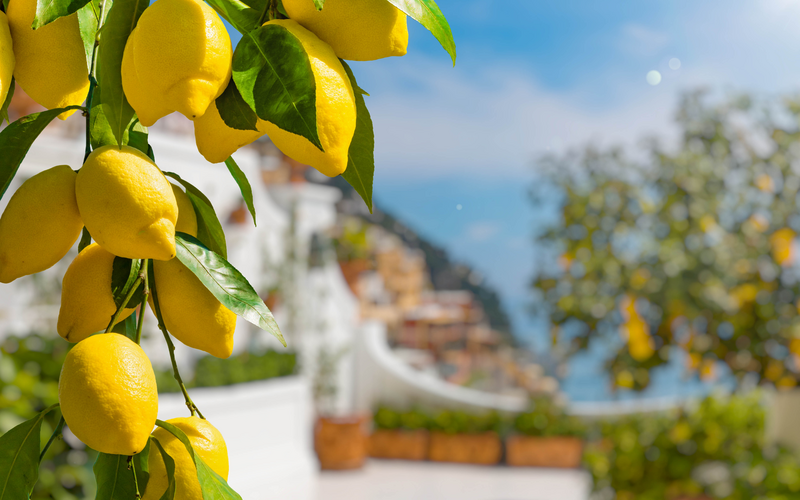 Lemon garden in Italian Amalfi coast ready for harvest, Italy