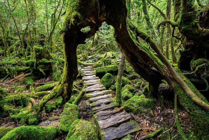 A forest walkway that goes under a large cedar tree.  Yakushima Island, Japan