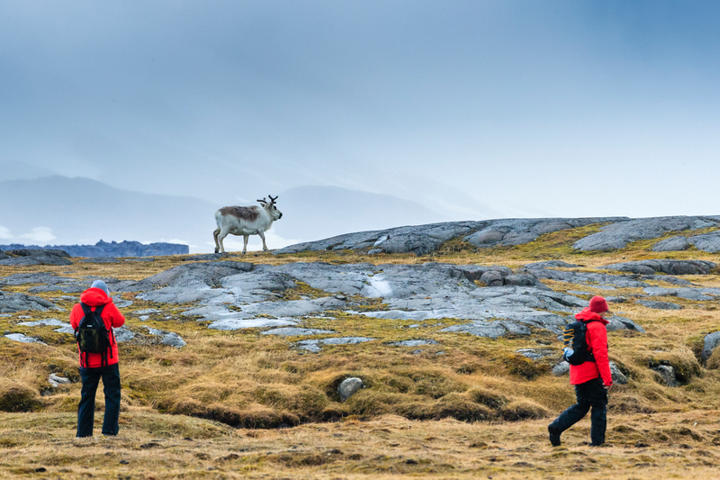 Guests view Svalbard Reindeer, on the Arctic Tundra, in Edgeøya, Svalbard, Norway