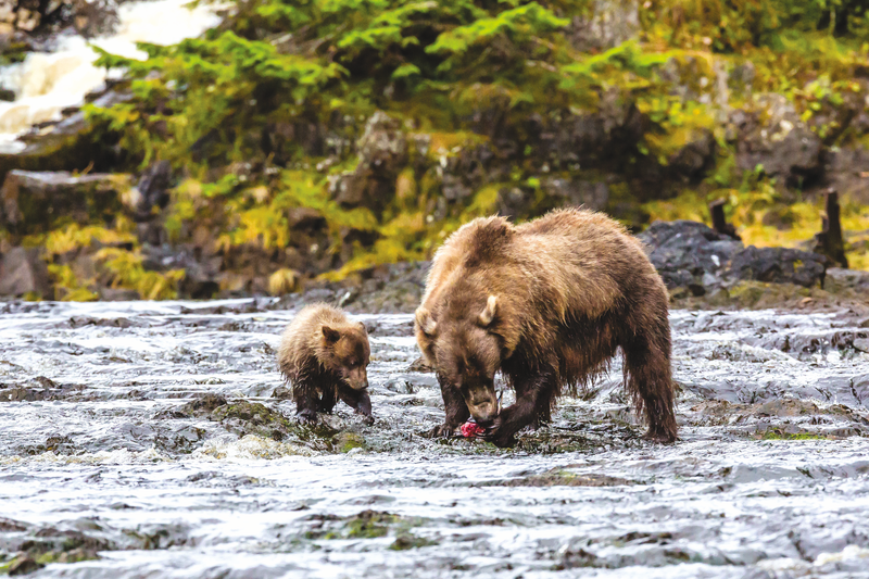 Mother brown bear (Ursus arctos) feeding on pink salmon at low tide with her COY, cub-of-theyear, in Pavlof Harbor, Chichagof Island, Southeast Alaska, USA