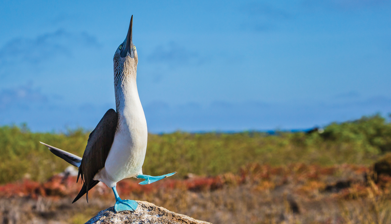 Courtship Display of a Blue-footed Booby on North Sermour Island, Galapagos Islands, Ecuador