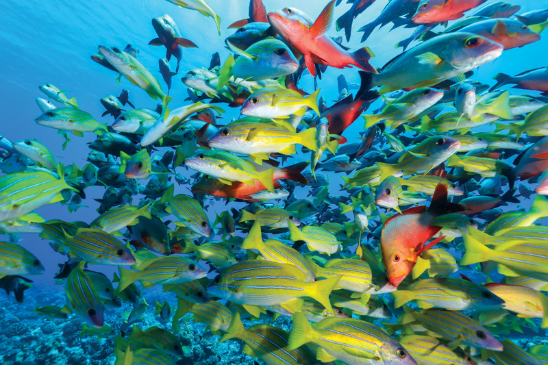 Vivid color in the ‘aquarium of Rangiroa, French Polynesia