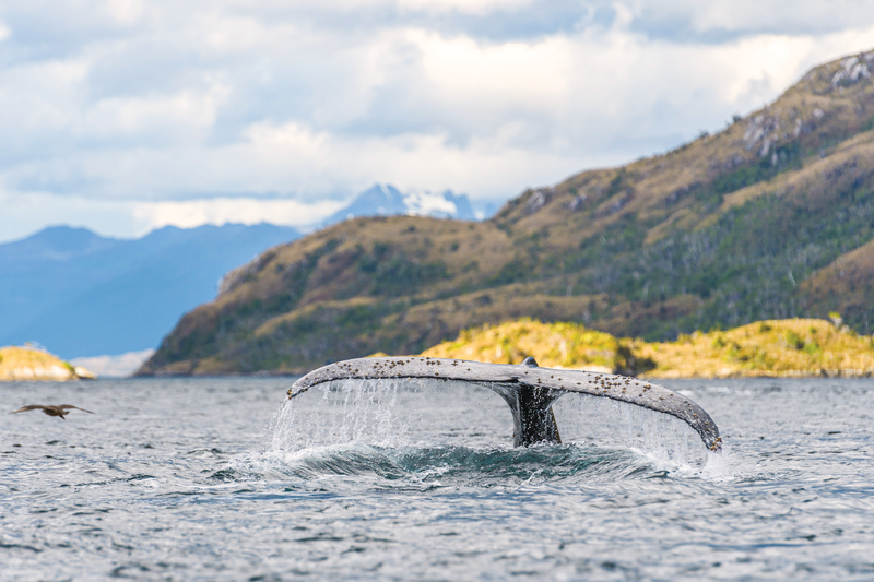 Humpback whale fluke in the feeding area of Magellan Strait in Parque Marino Francisco Coloane at Patagonia, Chile