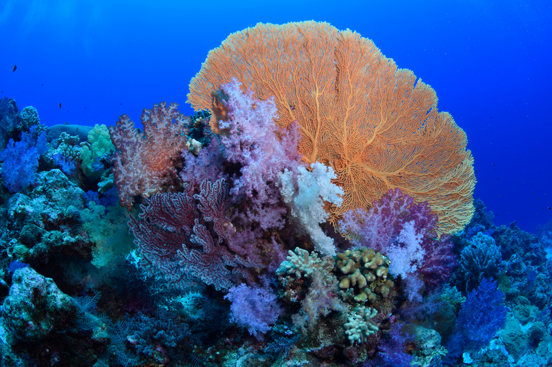 soft corals and gorgonian fans in the pretty coral gardens of Clerke Reef, Rowley Shoals, Western Australia, Indian Ocean