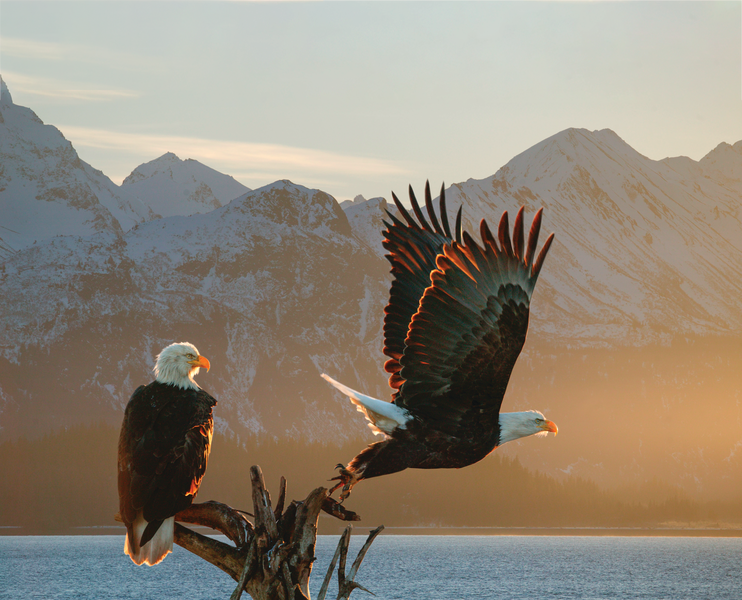 Two Bald Eagles in the morning light, Alaska 