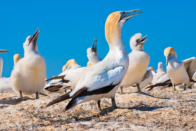 Cape Kidnappers gannet colony, Napier, North Island, New Zealand
