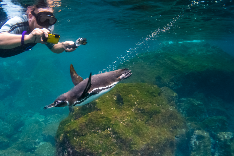Guest snorkeling and photographing Galapagos Penguins, in Punta Vicente Roca, Isabela Island, Galapagos Islands, Ecuador