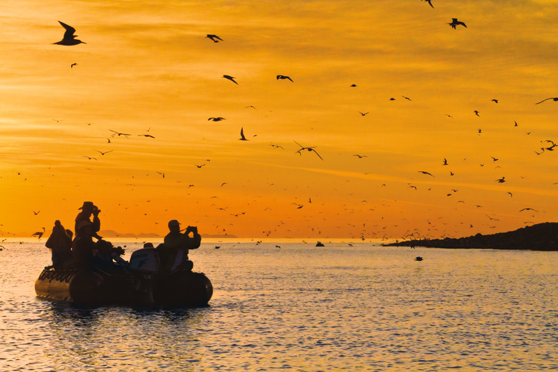 Guests bird watch during sunrise from a zodiac at Isla Rasa in the Gulf of California, Baja California, Mexico