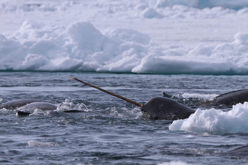  Narwhal (Monodon monoceros) off the floe edge ice of the Canadian arctic in Admiralty Inlet, Baffin Island, Nunavut, Canada