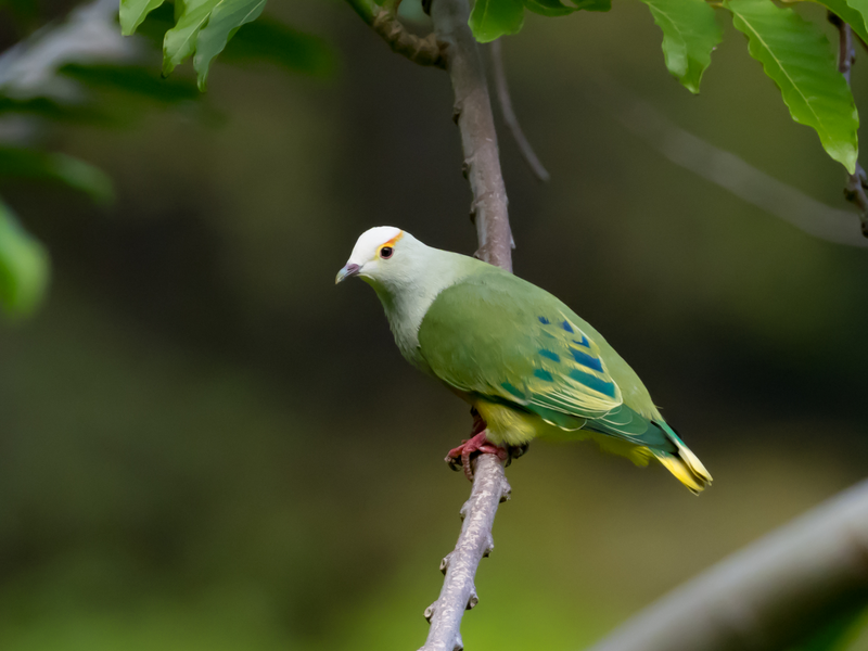 White-capped fruit dove on a branch in the island of Fatu Hiva, Marquesas, French Plynesia
