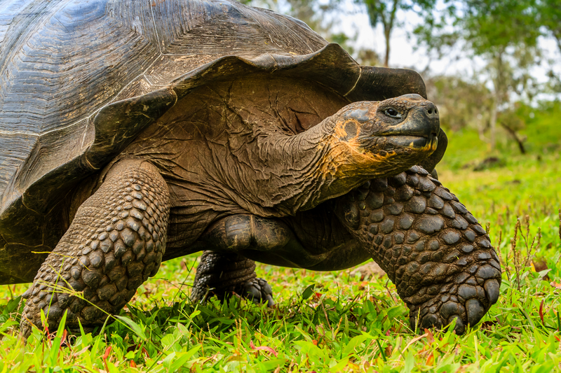 Close-up image of a Galapagos Giant Tortoise on the move, Chelonoidis nigra, Santa Cruz Island, Galapagos Islands, Ecuador