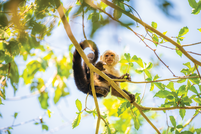 White-faced Capuchin monkey (Cebus capucinus), Curu Wildlife Reserve, Costa Rica, Central America