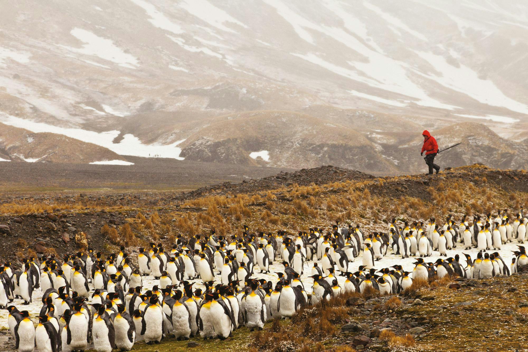 A guest walking to take photos of King penguins in Fortuna Bay, South Georgia Island.