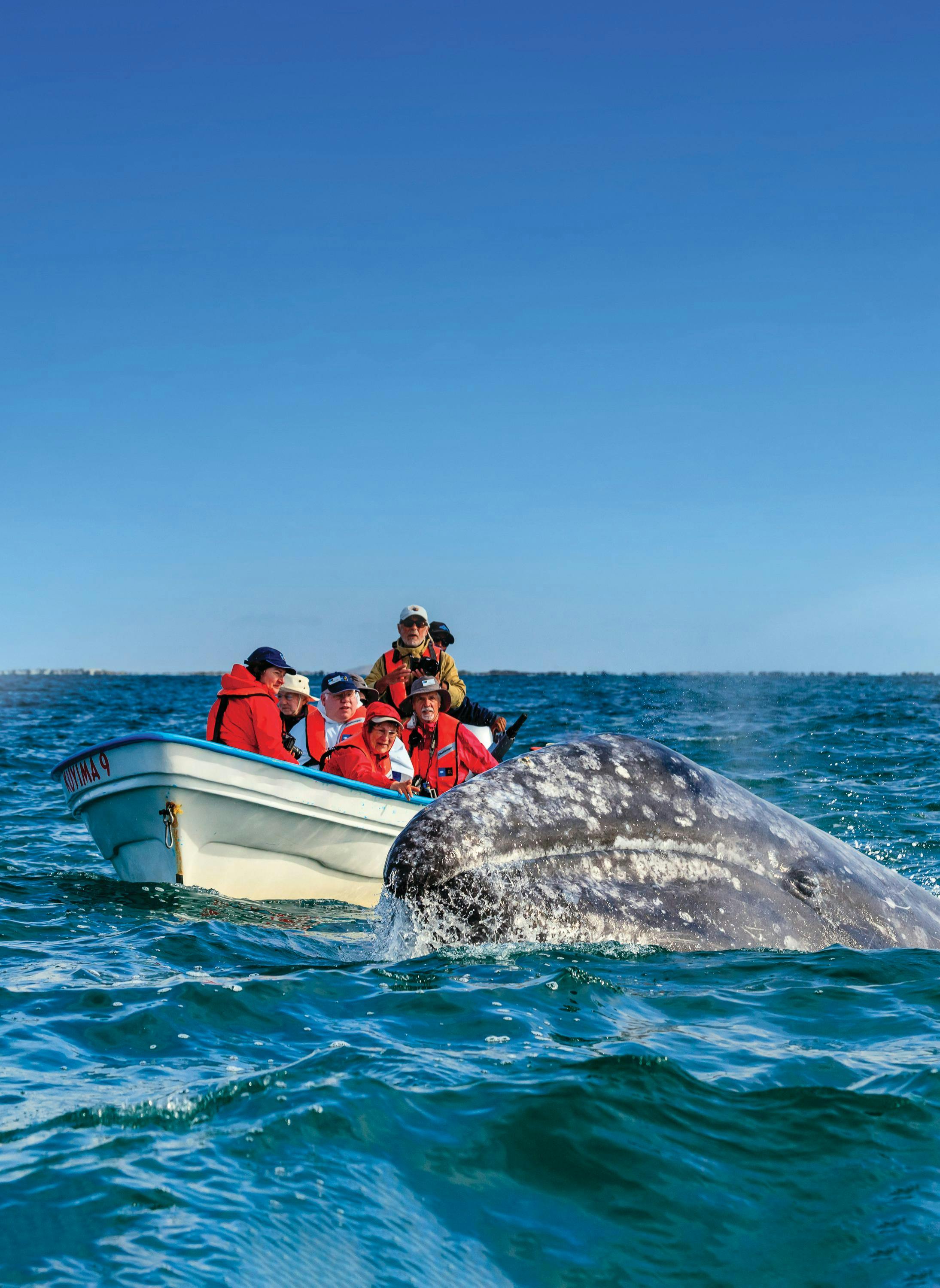 Guests whale watching as a California Gray Whale surfaces close to their boat in San Ignacio Lagoon, Eschrichtius robustus, Baja California Sur, Mexico