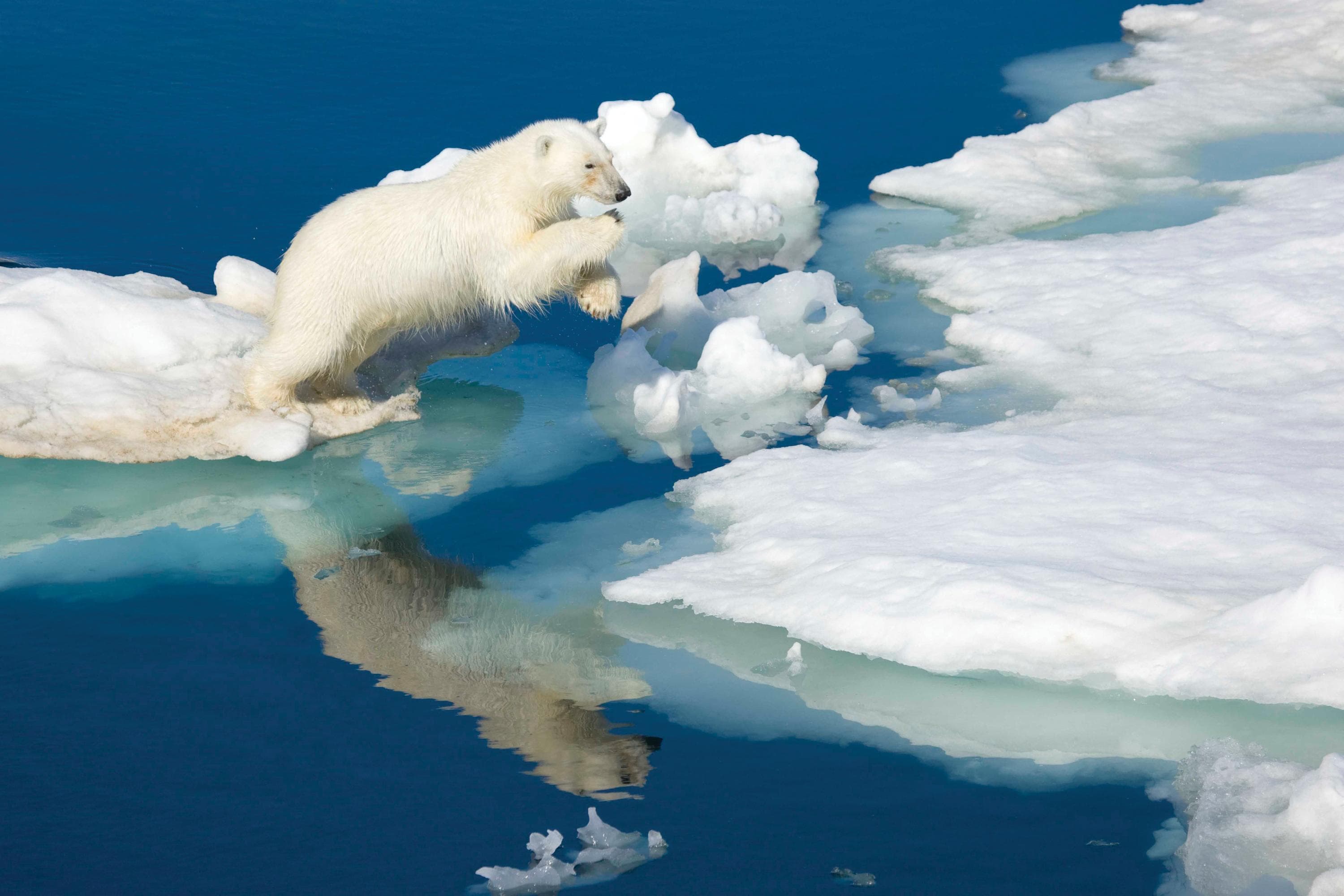 Polar Bear jumping pack ice in Hinlopen Strait, Svalbard, Norway