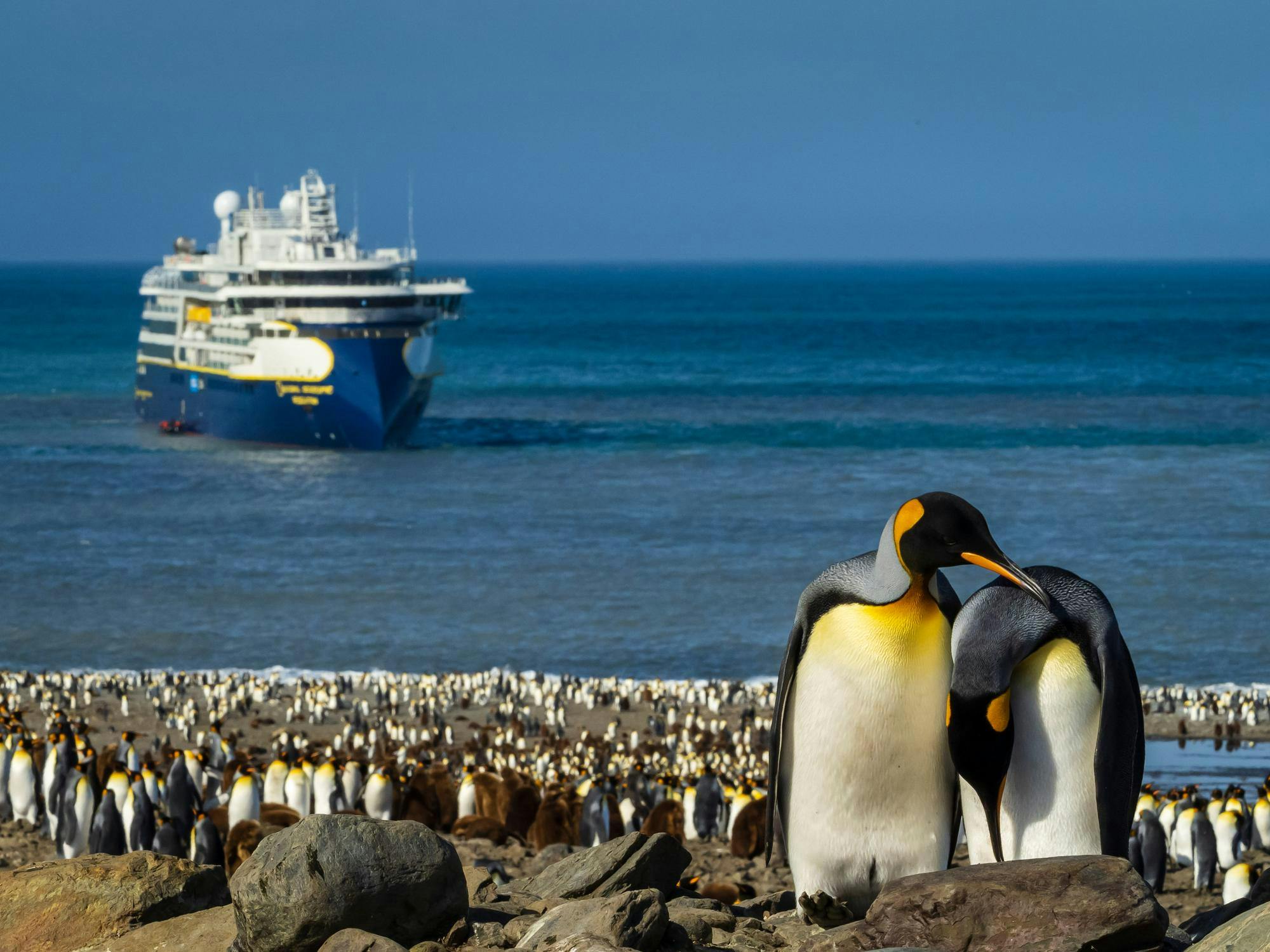 King Penguins courting  with National Geographic Resolution offshore in St. Andrews Bay, South Georgia