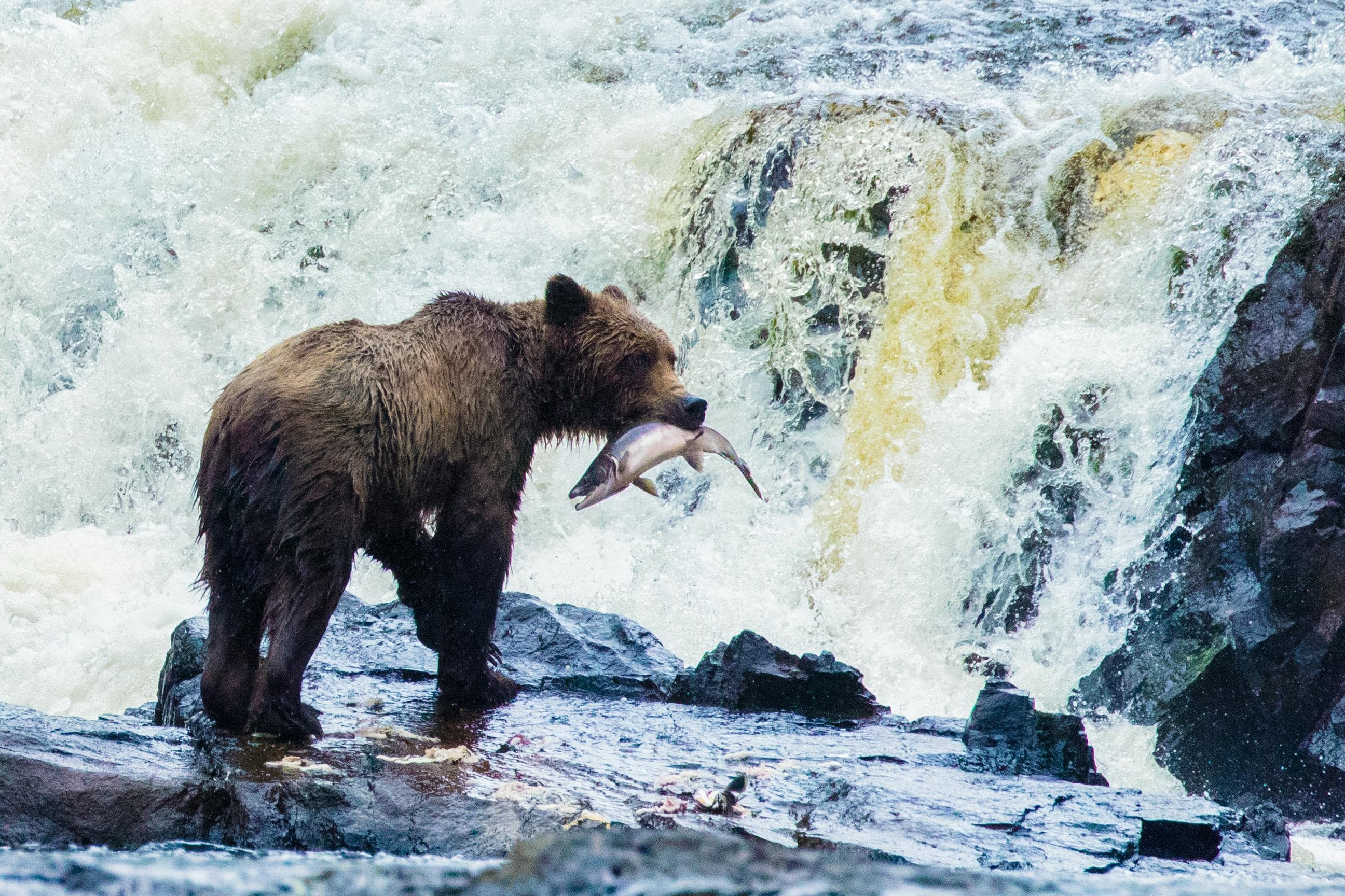 Coastal Brown Bear catching salmon on Chichagof Island, Southeast Alaska, United States