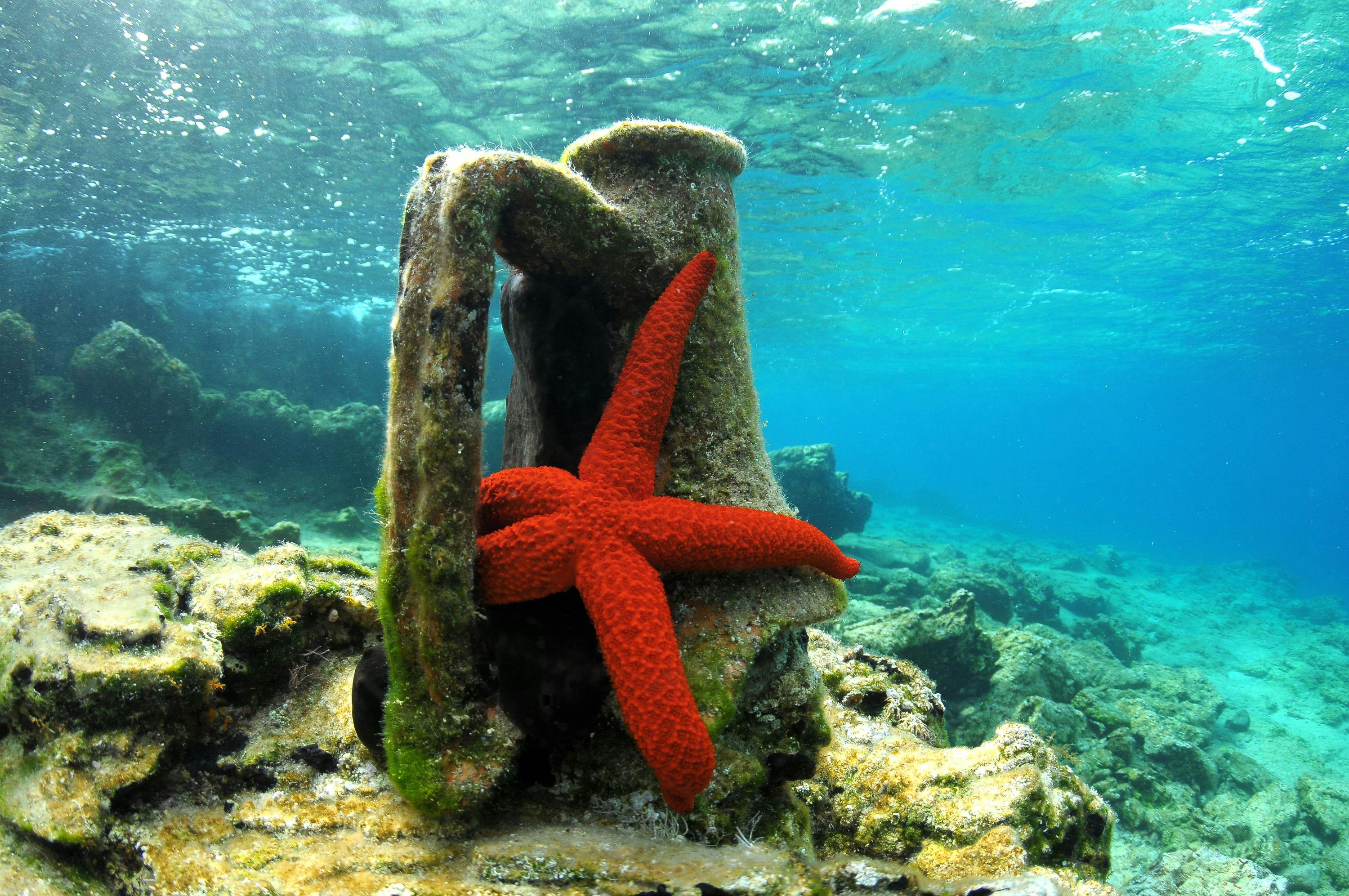 An ancient amphora and a red seastar together with a wavy background