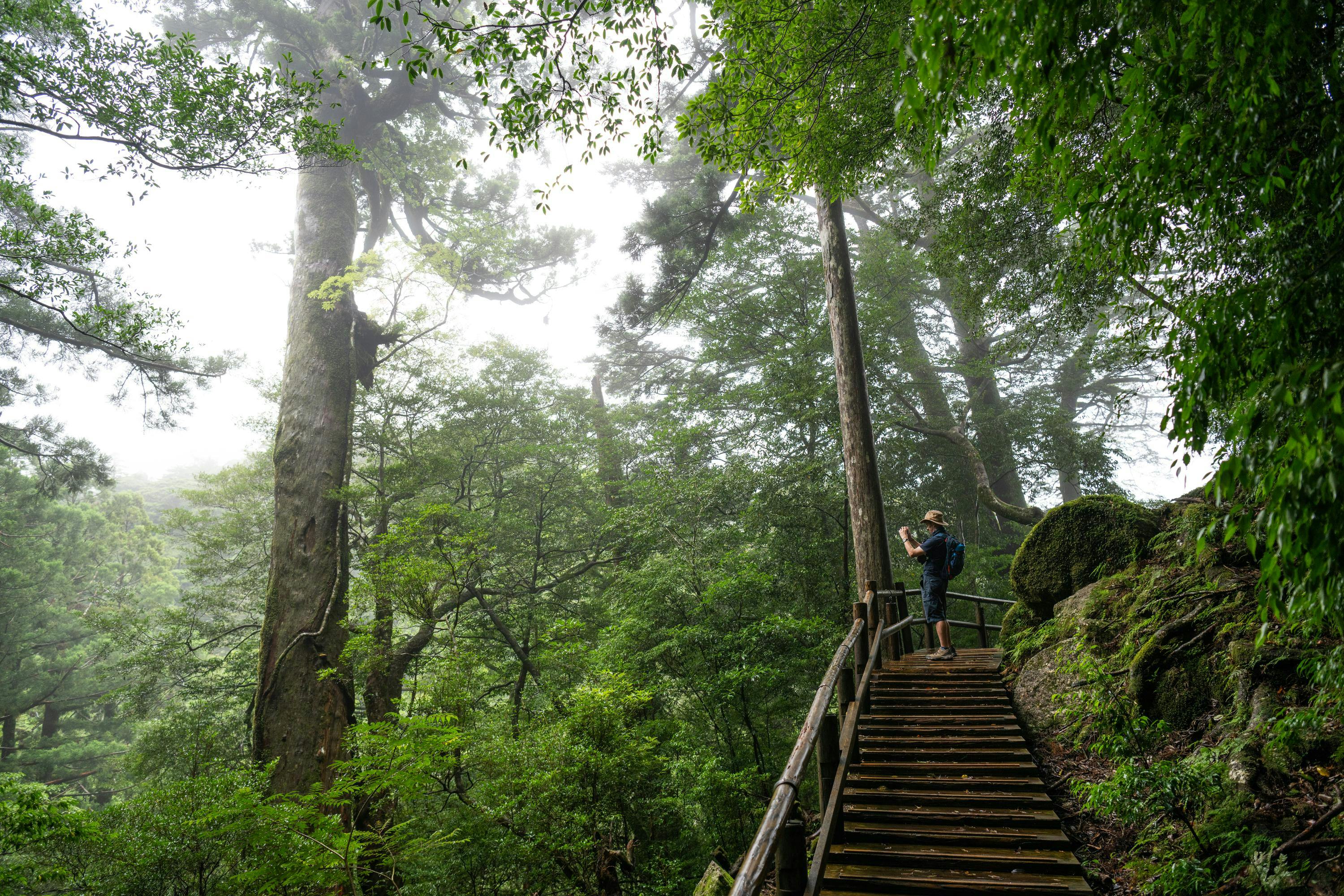 Exploring the Ancient Cedars of Shiratani Unsuikyo Ravine on Yakushima Island. The most accessible yakusugi, including Nidaiosugi, Kugurisugi, and Yayoisugi, are just a 15-minute walk away in this lush nature park. Kagoshima Prefecture, Kumage District, Japan.