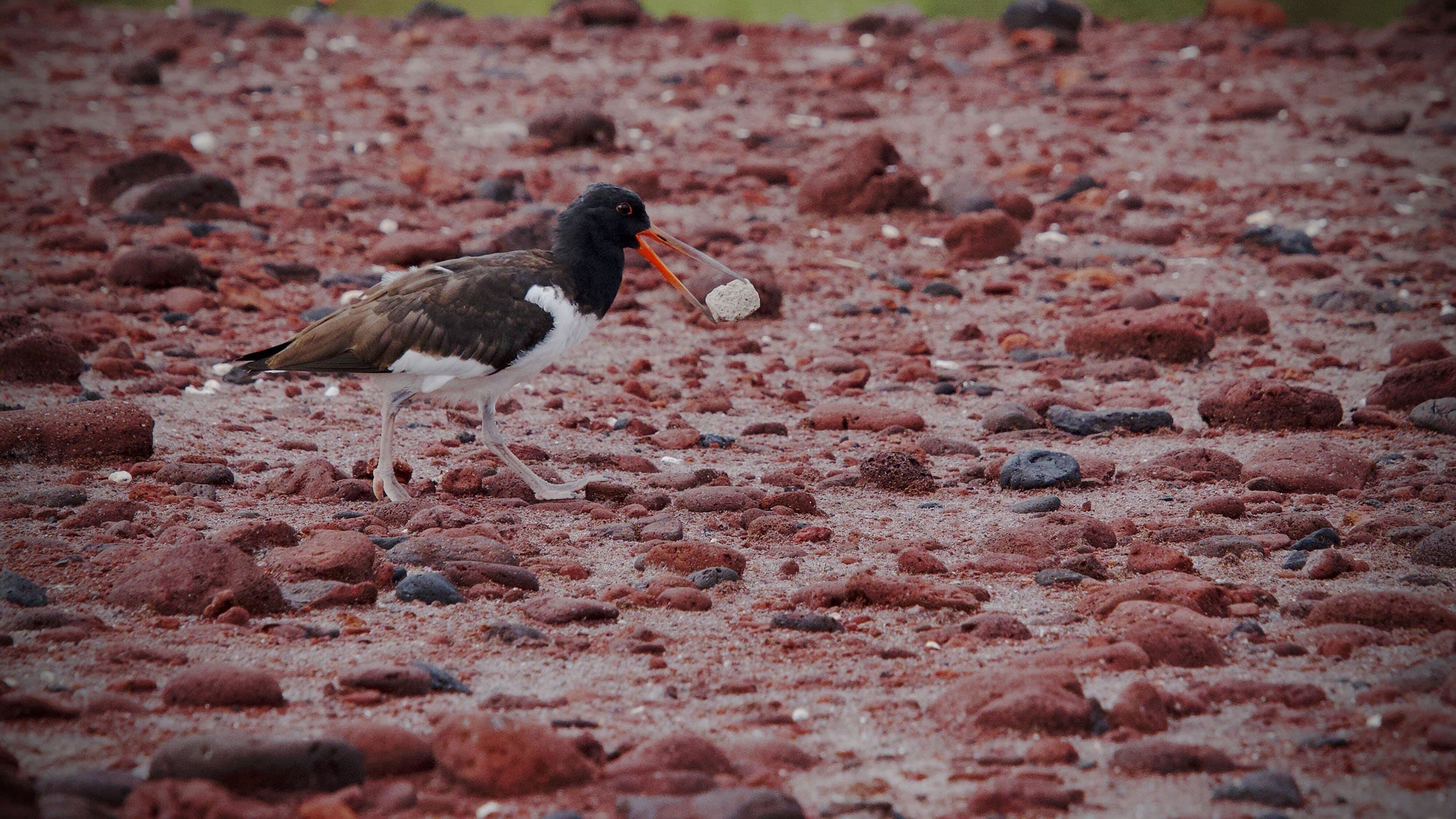 a black bird on a red sand beach